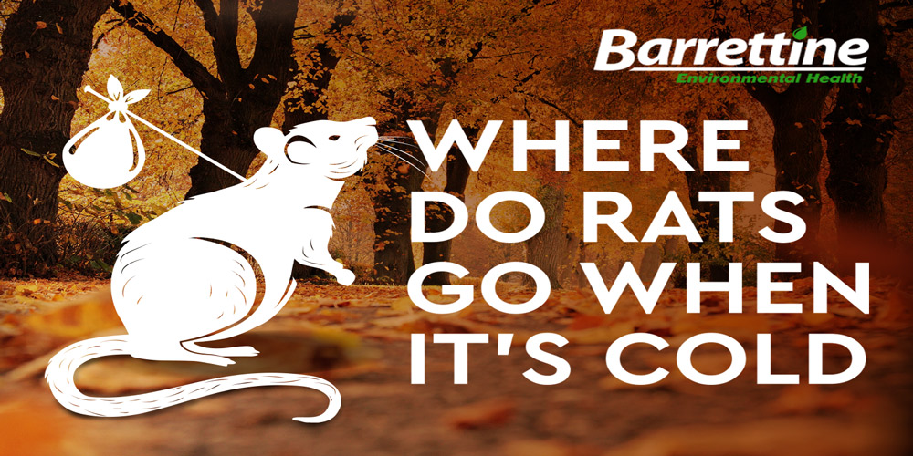 Where do rats go when it's cold Barrettine Environmental Health